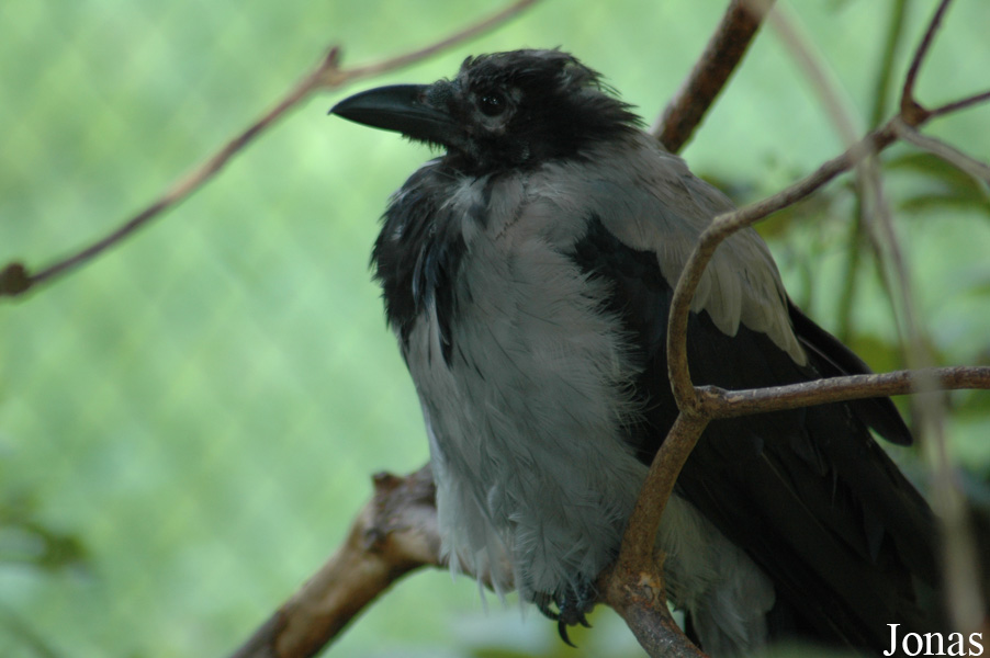 Corvus monedula