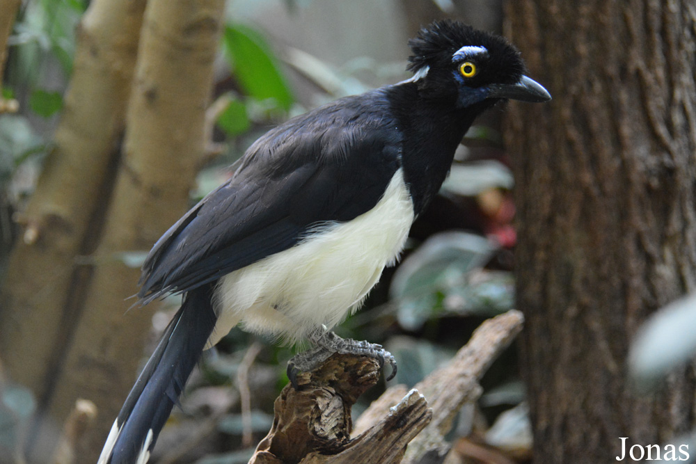 Cyanocorax chrysops