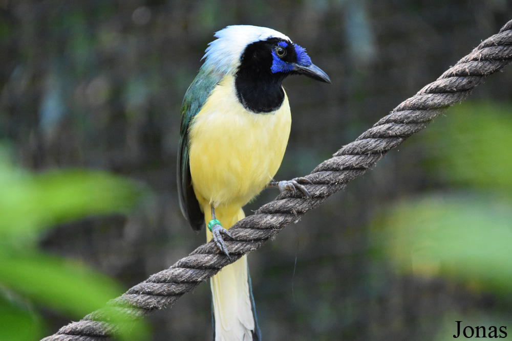 Cyanocorax yncas