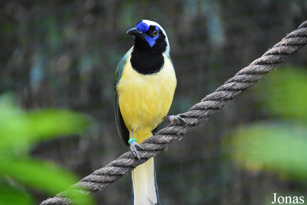 Cyanocorax yncas