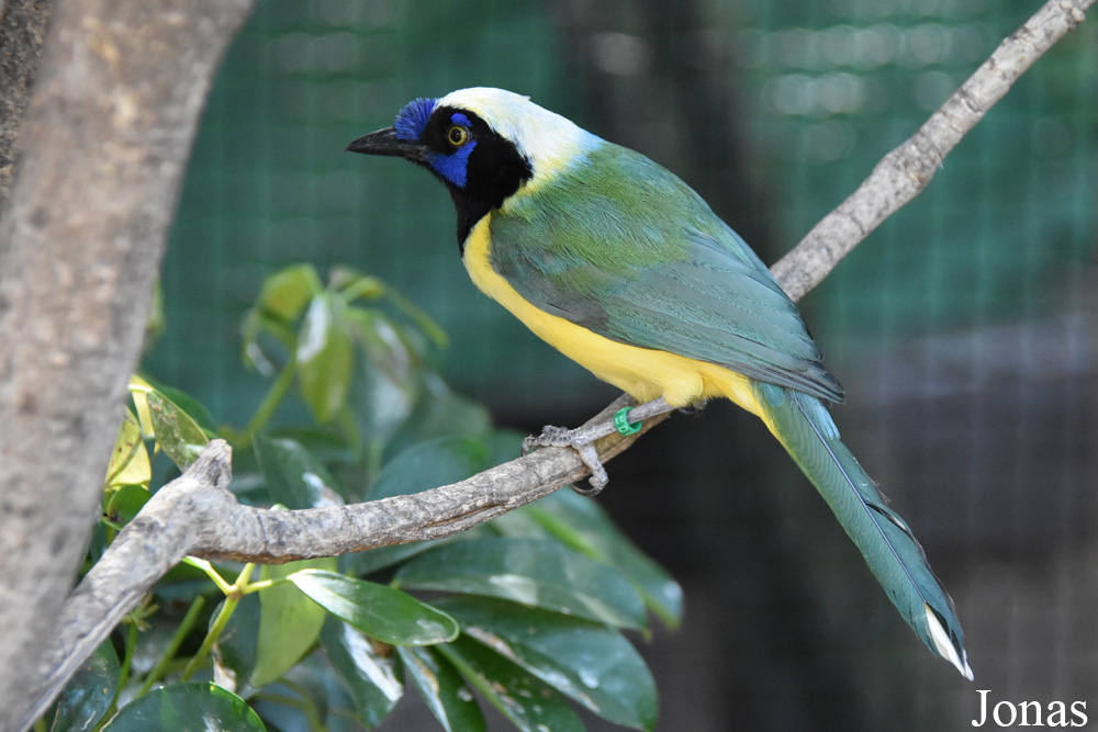 Cyanocorax yncas