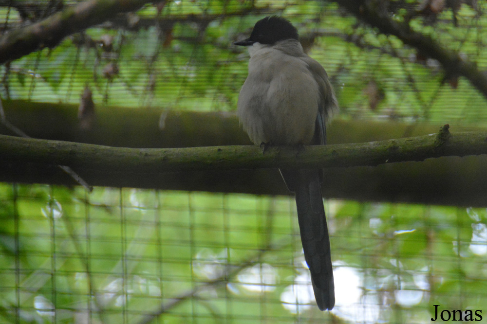 Cyanopica cooki