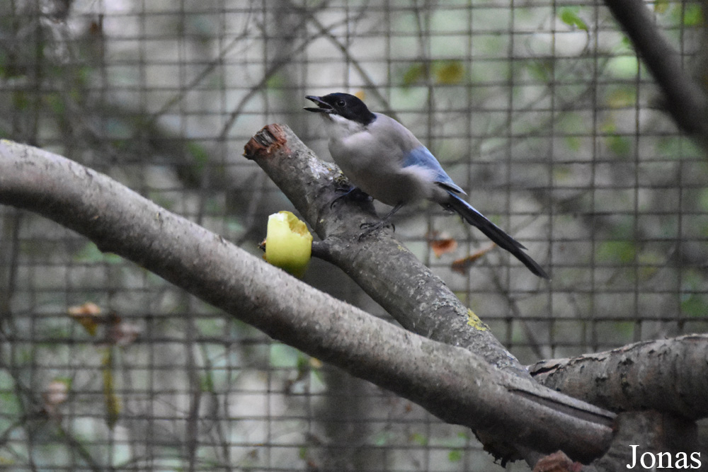 Cyanopica cooki