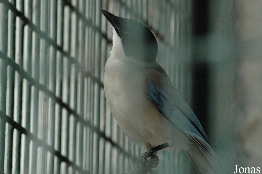Cyanopica cyanus