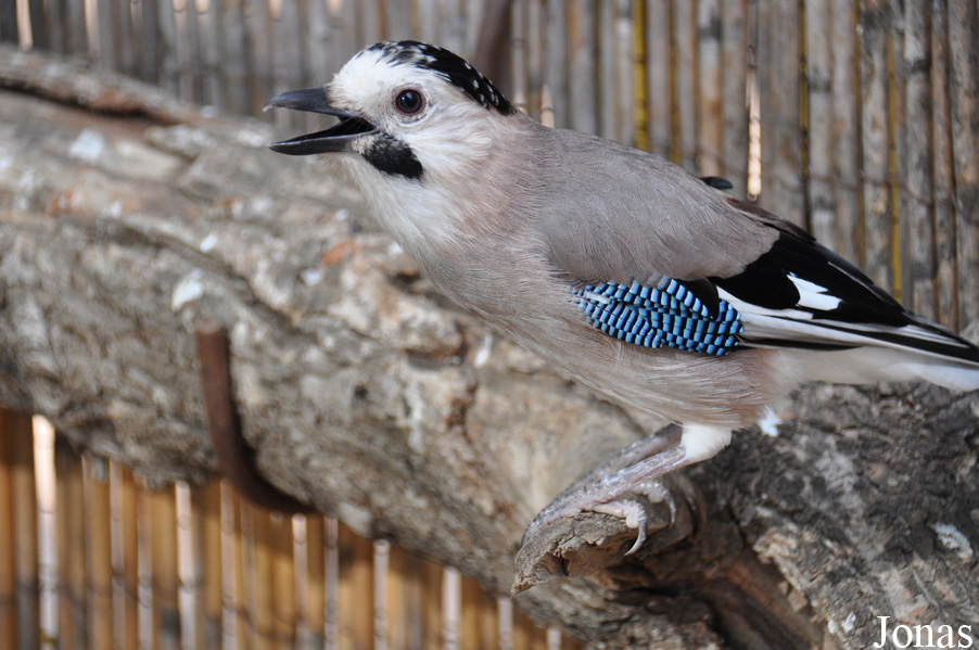 Garrulus glandarius atricapillus