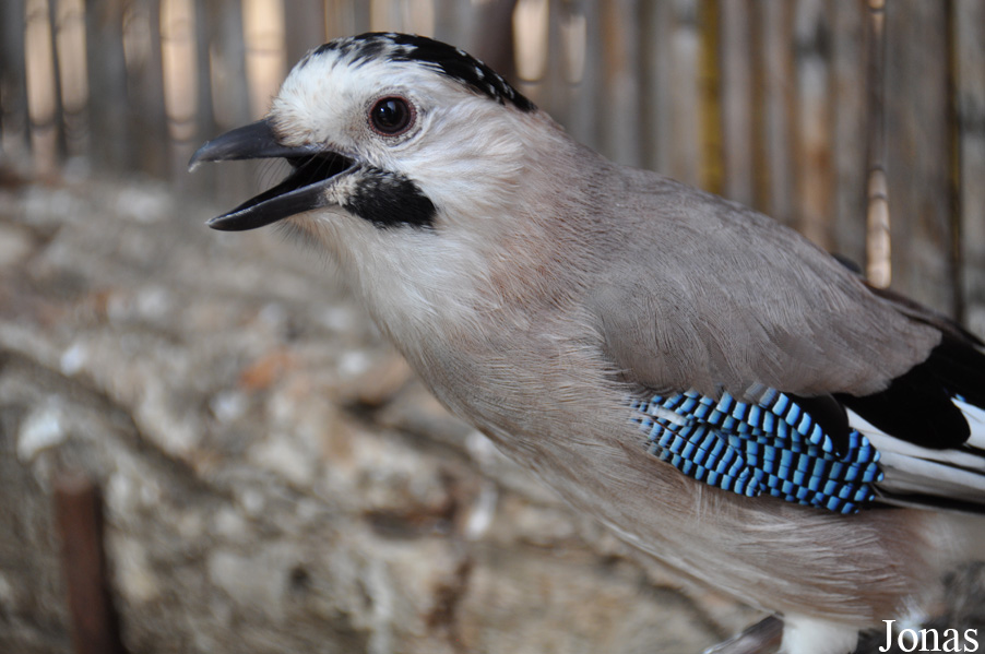 Garrulus glandarius atricapillus