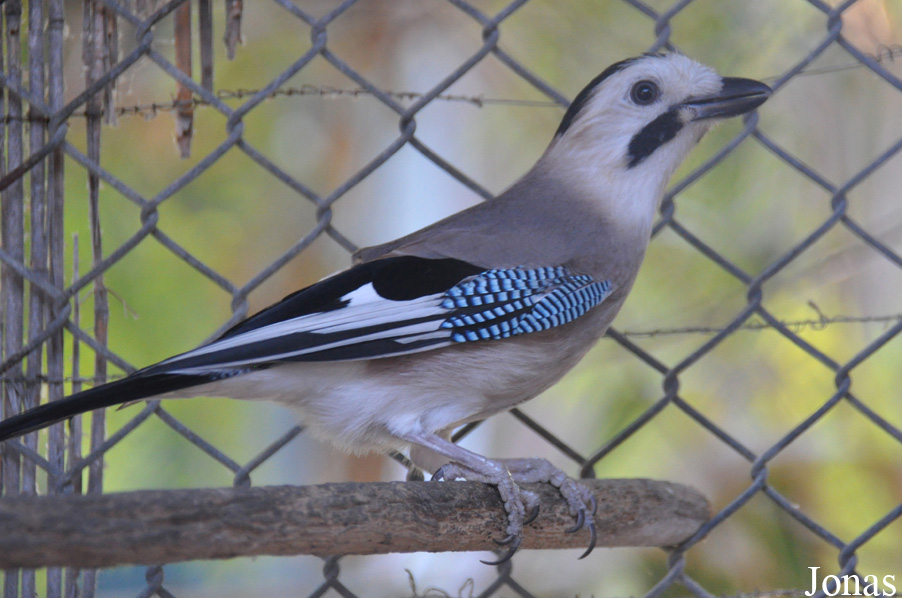 Garrulus glandarius atricapillus