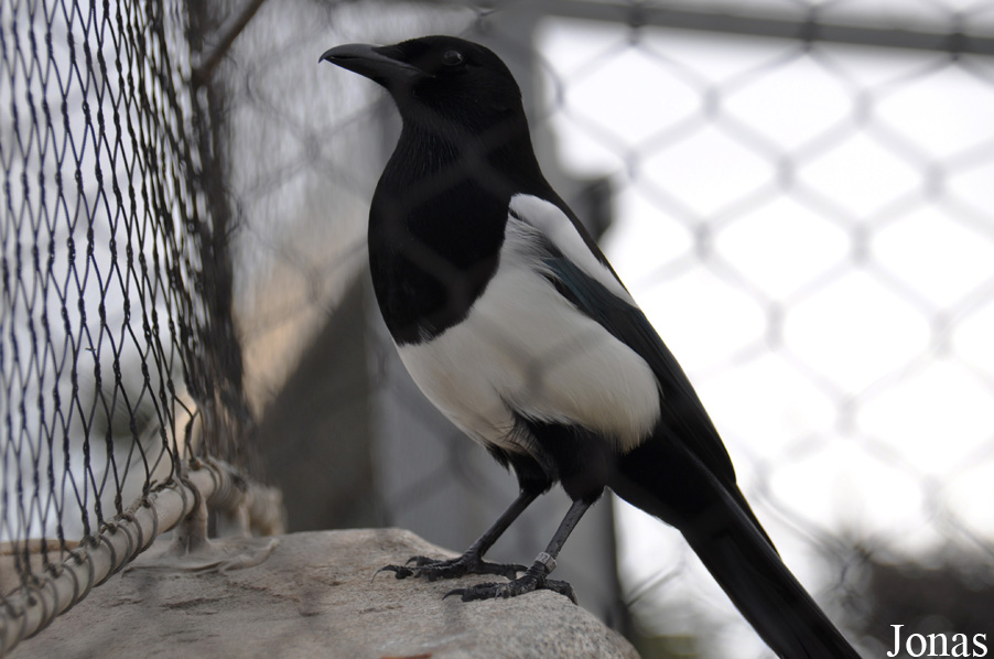 Pica hudsonia
