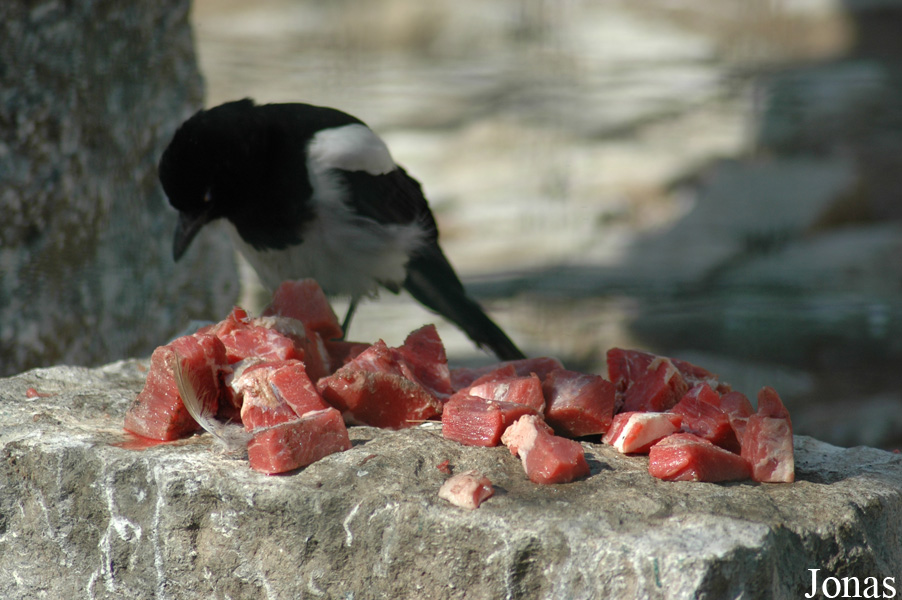 Pica pica bottanensis
