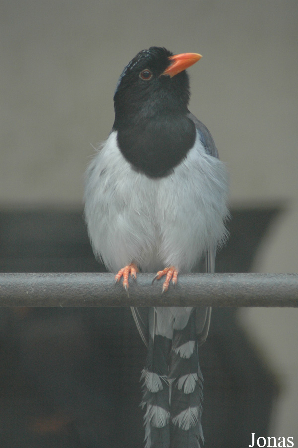 Urocissa erythroryncha