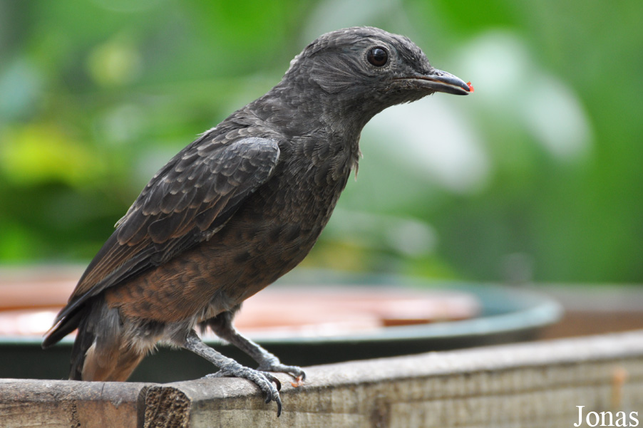 Cotinga cayana