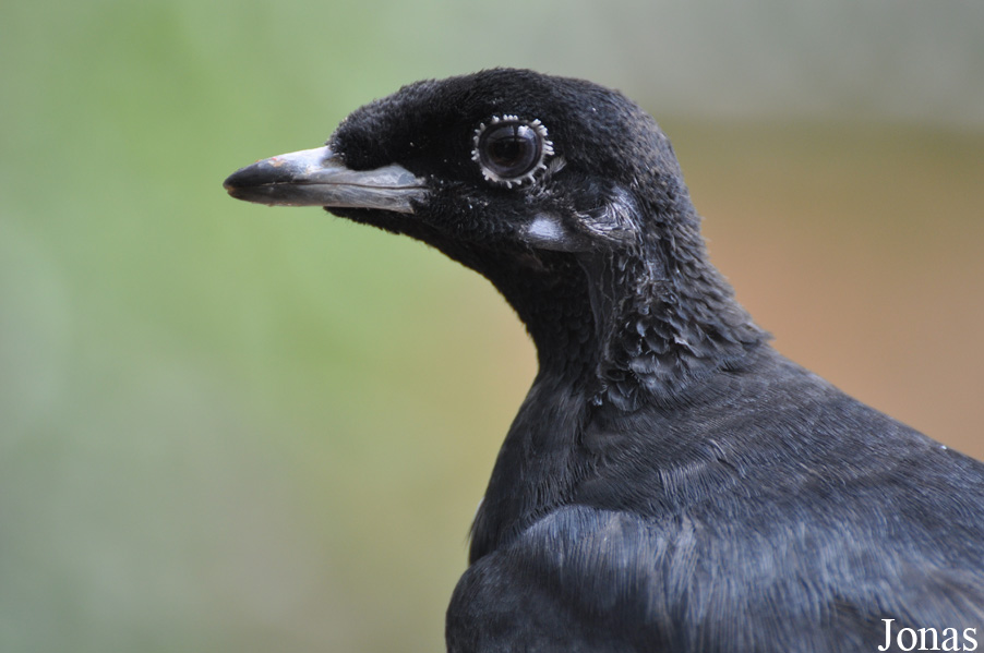 Gymnoderus foetidus