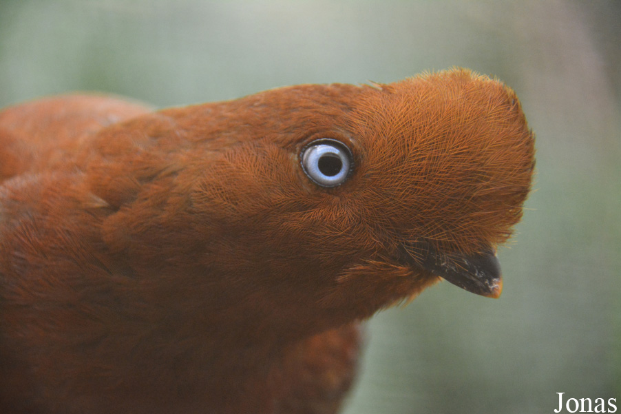Rupicola peruvianus