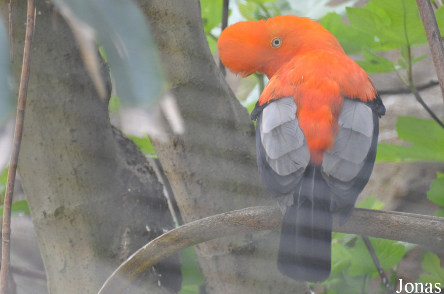 Rupicola peruvianus peruvianus