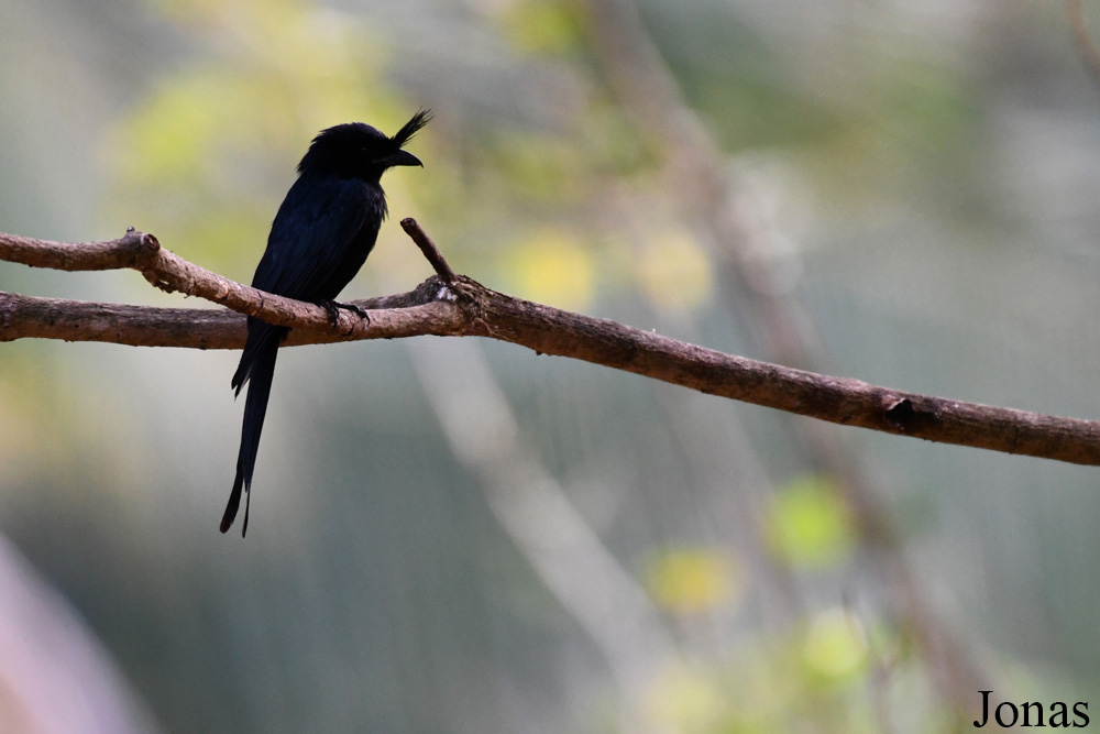Parc National de Lokobe