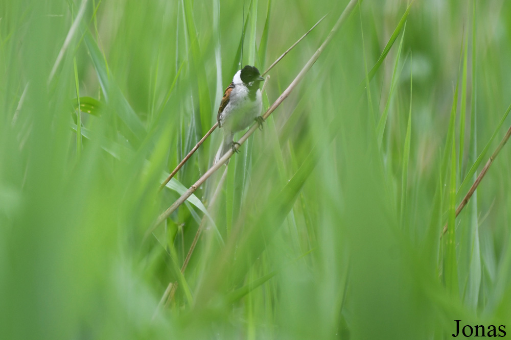 Žuvintas Biosphere Reserve