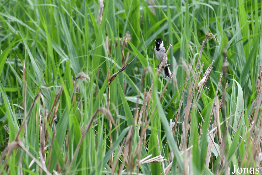 Žuvintas Biosphere Reserve