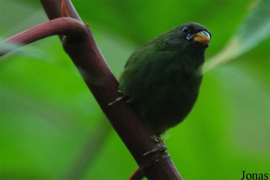 Erythrura trichroa