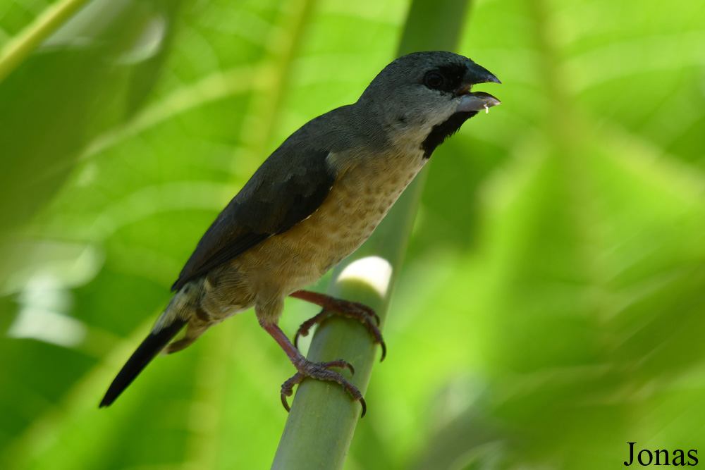 Nosy Komba