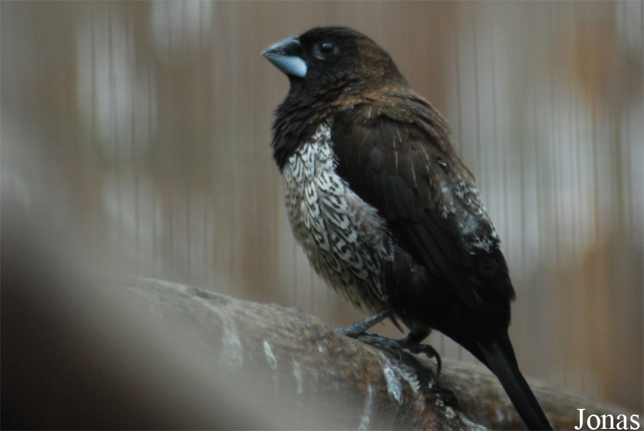 Lonchura striata