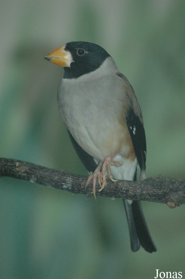 Eophona migratoria