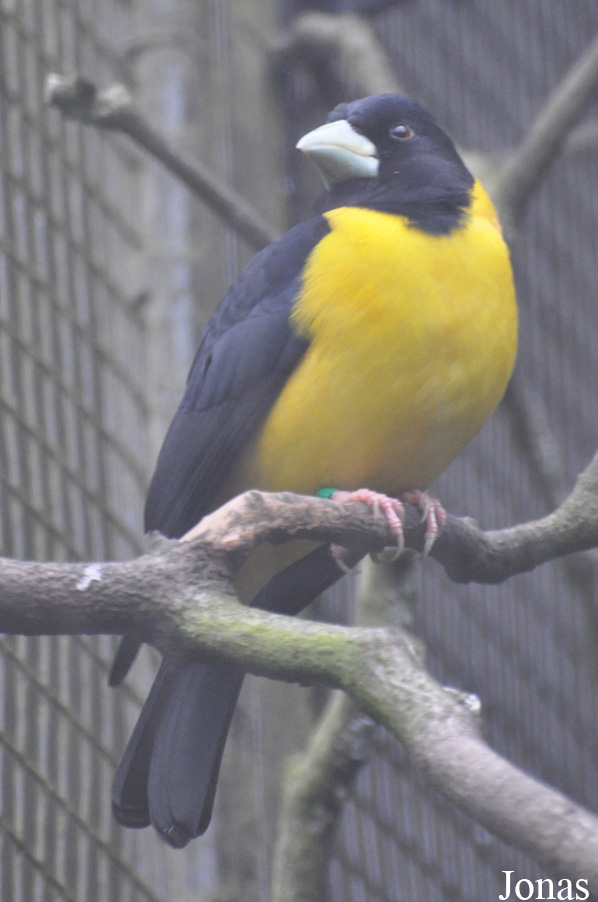 Mycerobas affinis