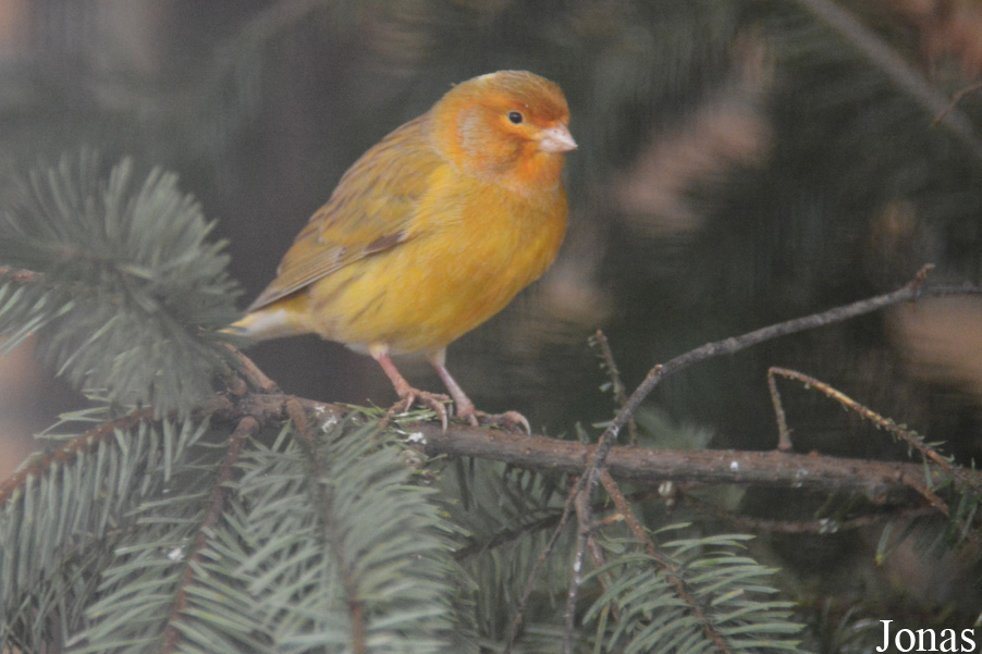 Canari domestique