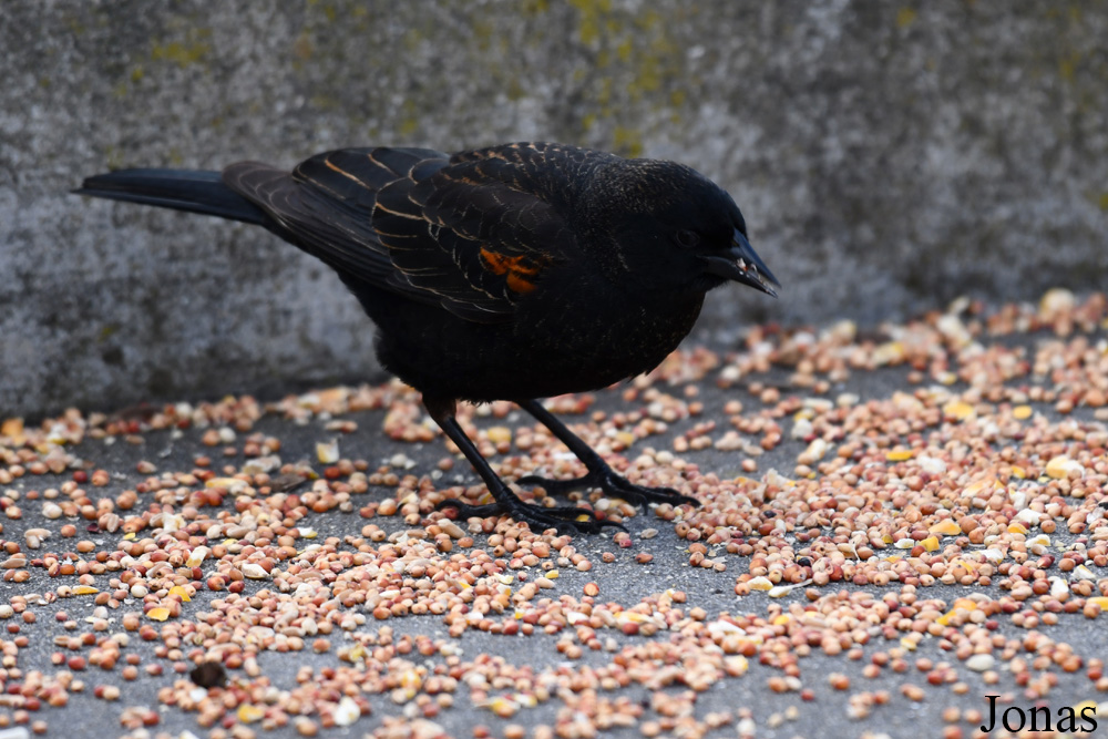 Agelaius phoeniceus / Golden Gate Park / Visualiser dans la Galerie animalière