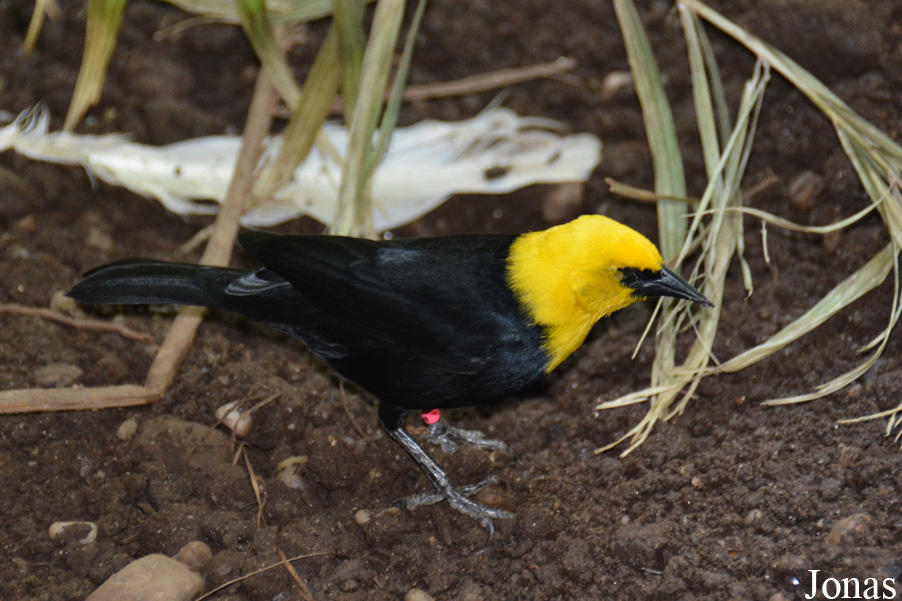 Chrysomus icterocephalus