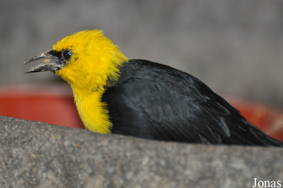 Chrysomus icterocephalus
