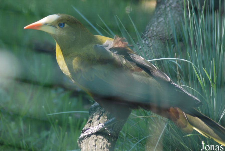 Psarocolius viridis
