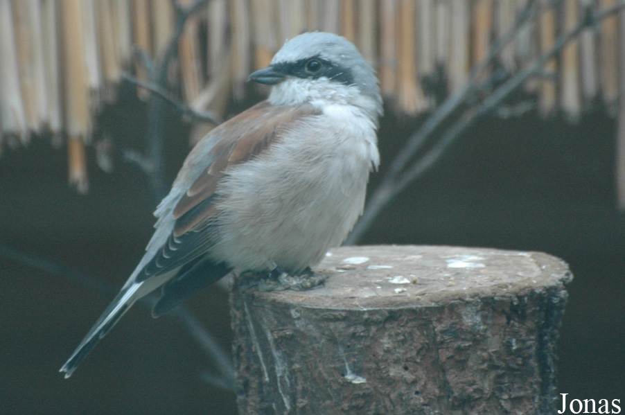 Lanius collurio