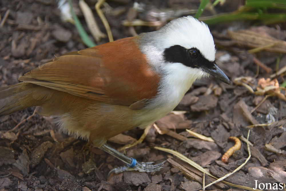 Garrulax leucolophus diardi