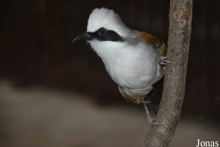 Garrulax leucolophus diardi