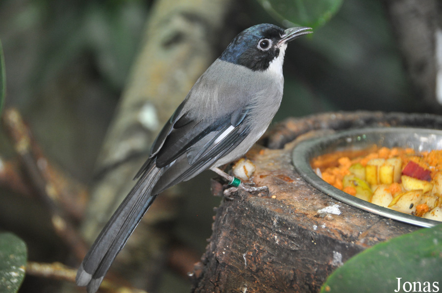 Heterophasia desgodinsi