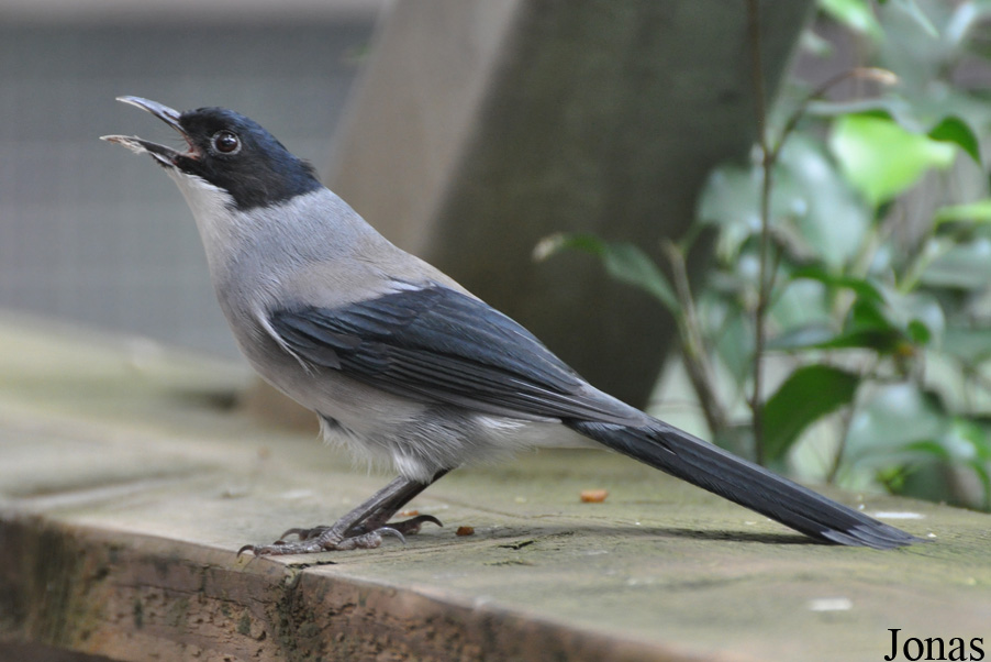 Heterophasia desgodinsi