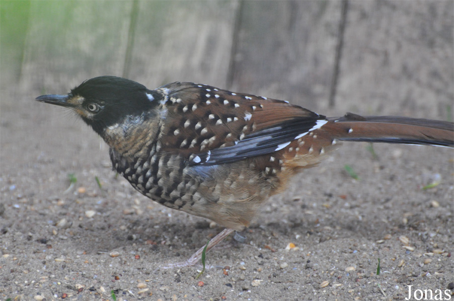 Ianthocincla ocellata