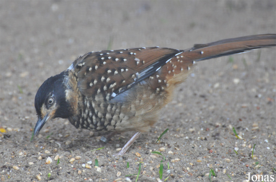 Ianthocincla ocellata