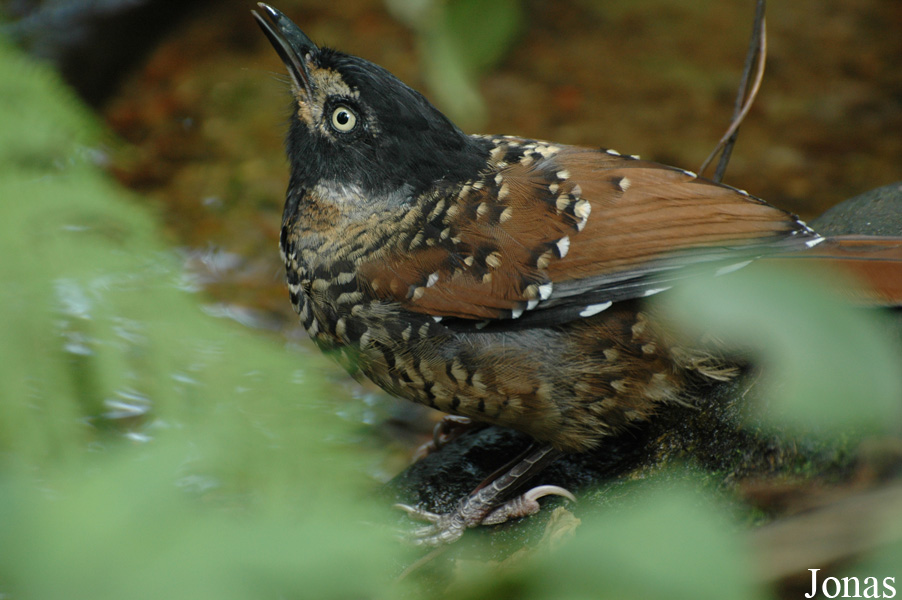 Ianthocincla ocellata