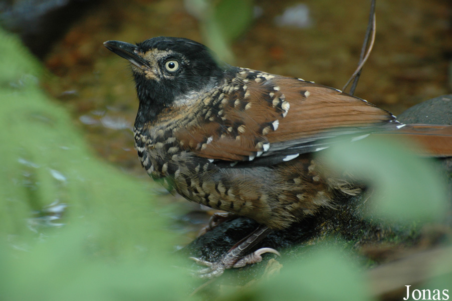 Ianthocincla ocellata