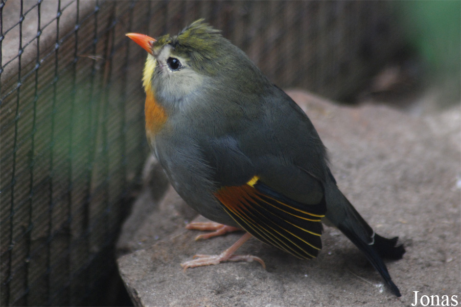 Leiothrix lutea