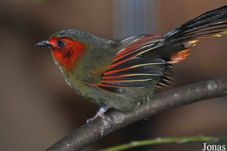 Liocichla ripponi