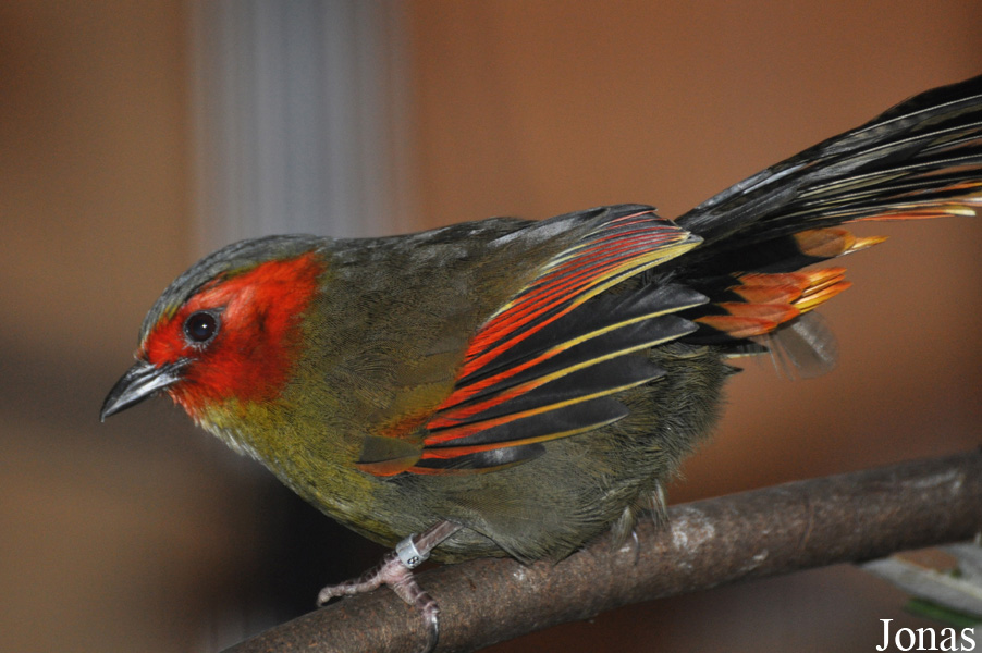 Liocichla ripponi