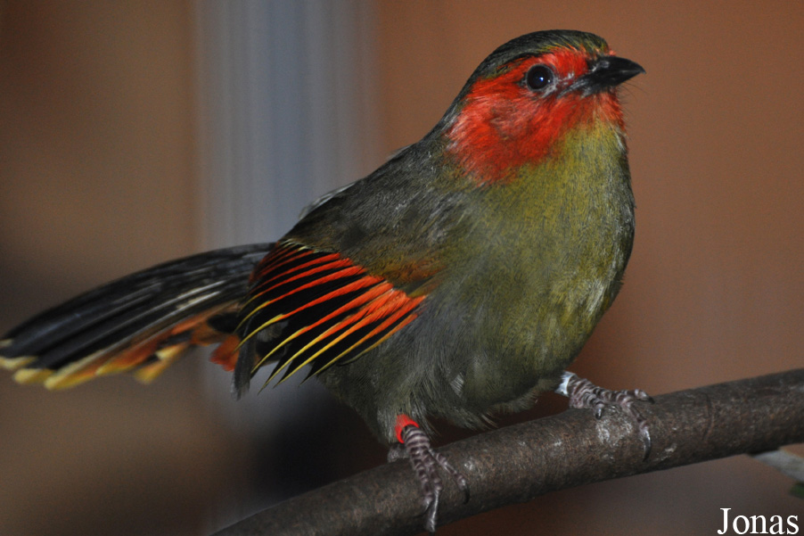 Liocichla ripponi
