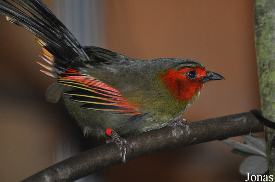 Liocichla ripponi