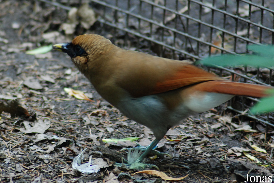 Pterorhinus berthemyi