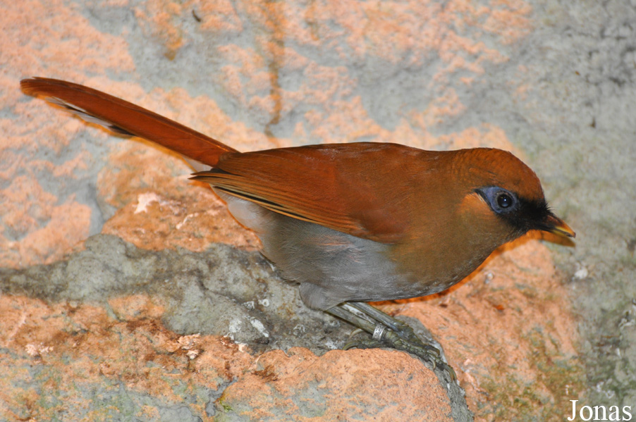 Pterorhinus berthemyi