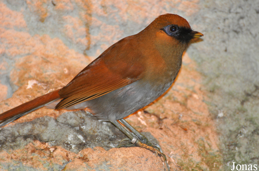 Pterorhinus berthemyi