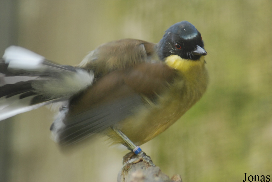Pterorhinus courtoisi