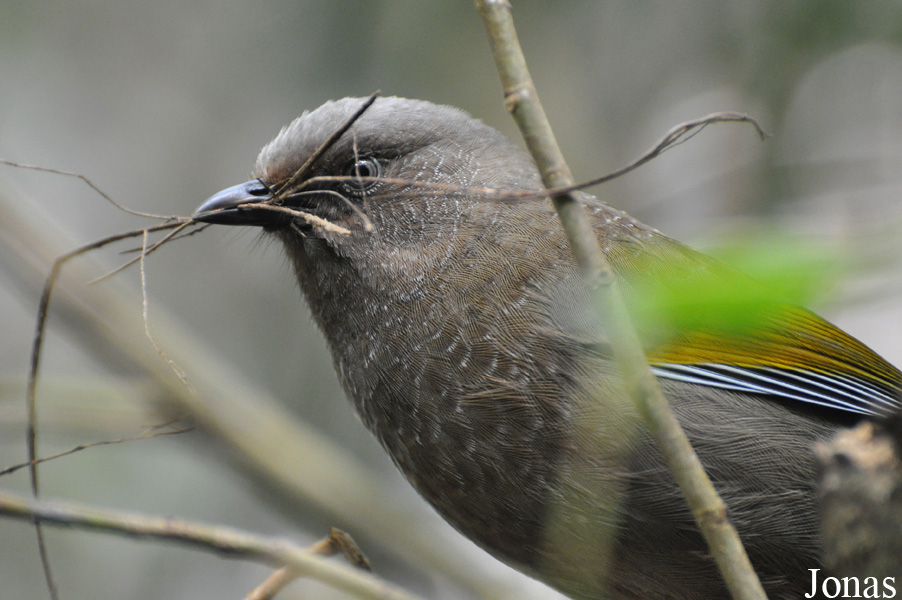 Trochalopteron elliotii